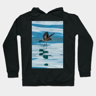 White-vented Storm-petrel Galápagos Islands Hoodie